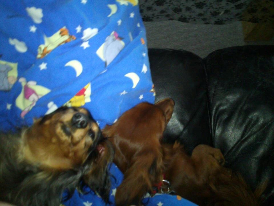 Gravhund Emma billede 4