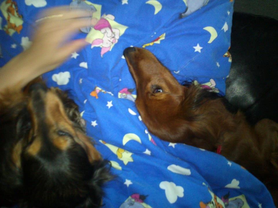 Gravhund Emma billede 5