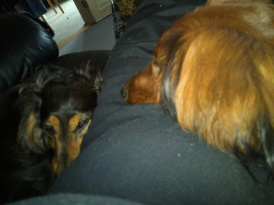 Gravhund Emma billede 6