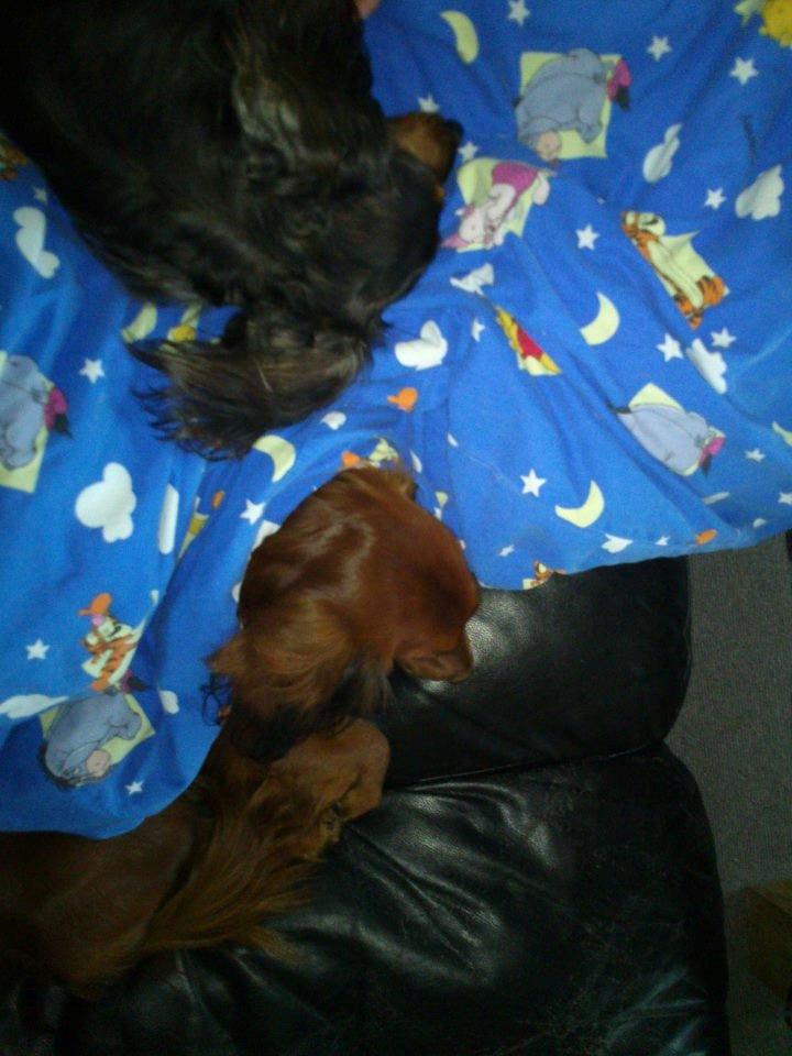 Gravhund Emma billede 7