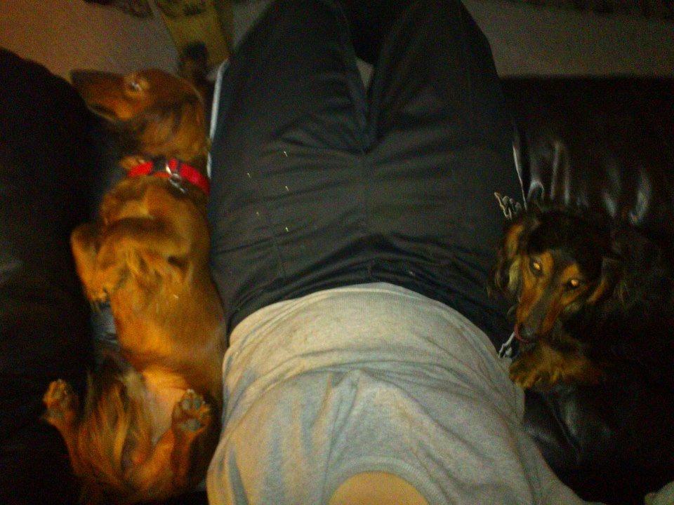 Gravhund Emma billede 8