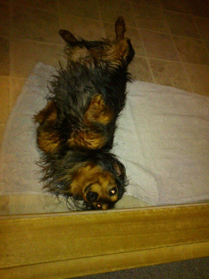 Gravhund Emma billede 1