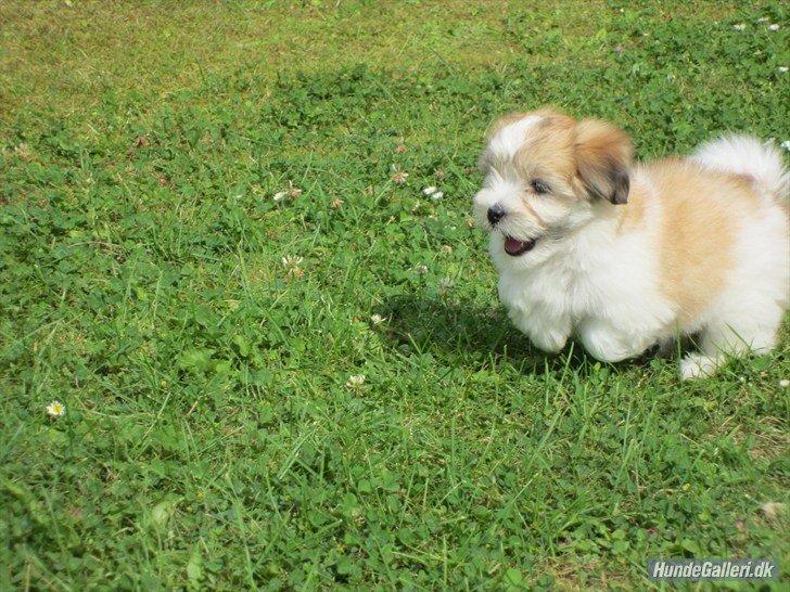 Coton de tulear Daisy billede 22