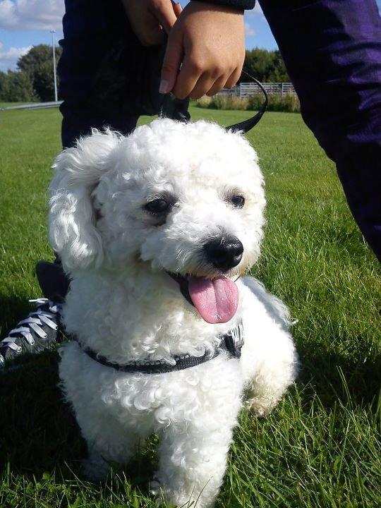 Bichon à poil frisé Felix, naboens hund. - Lækkerhed.dk billede 6