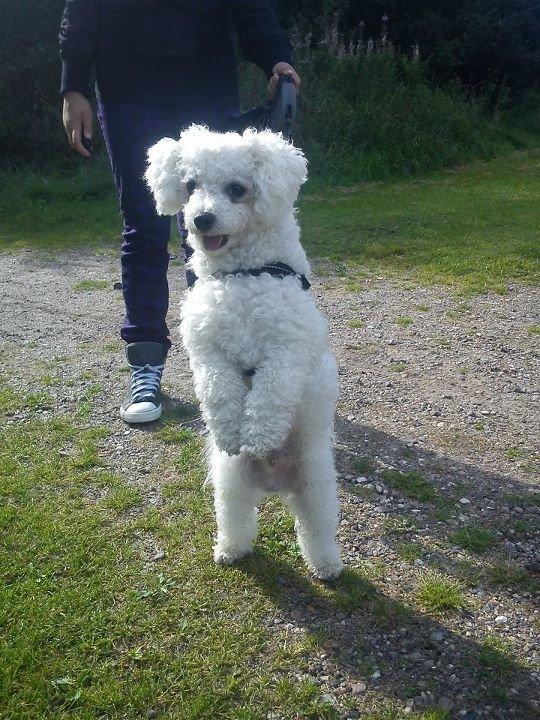 Bichon à poil frisé Felix, naboens hund. - Velkommen til Felix.
Felix har fået øje på et menneske. billede 1