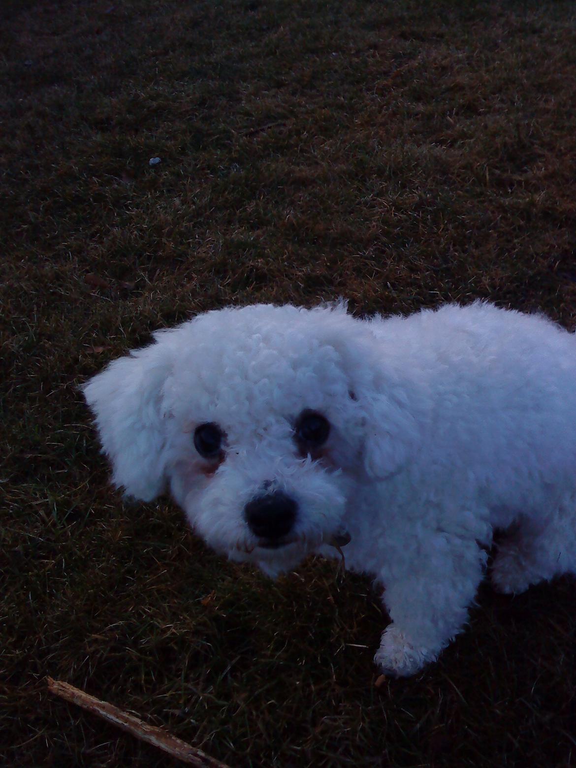 Bichon à poil frisé Felix, naboens hund. - Lille Felix i haven. billede 5