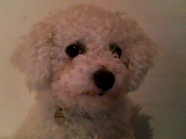 Bichon à poil frisé Felix, naboens hund. - Kære ven.
Tak fordi i kiggede forbi, lig gerne en kommentar og bedømmelse. billede 7