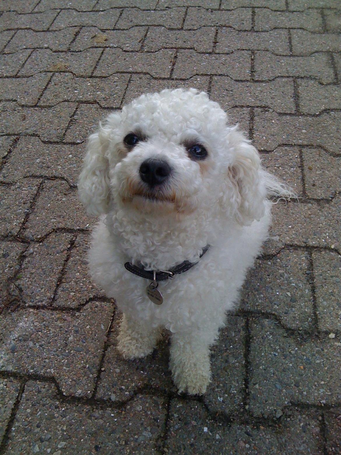 Bichon à poil frisé Felix, naboens hund. - Felix uden snor på. billede 3