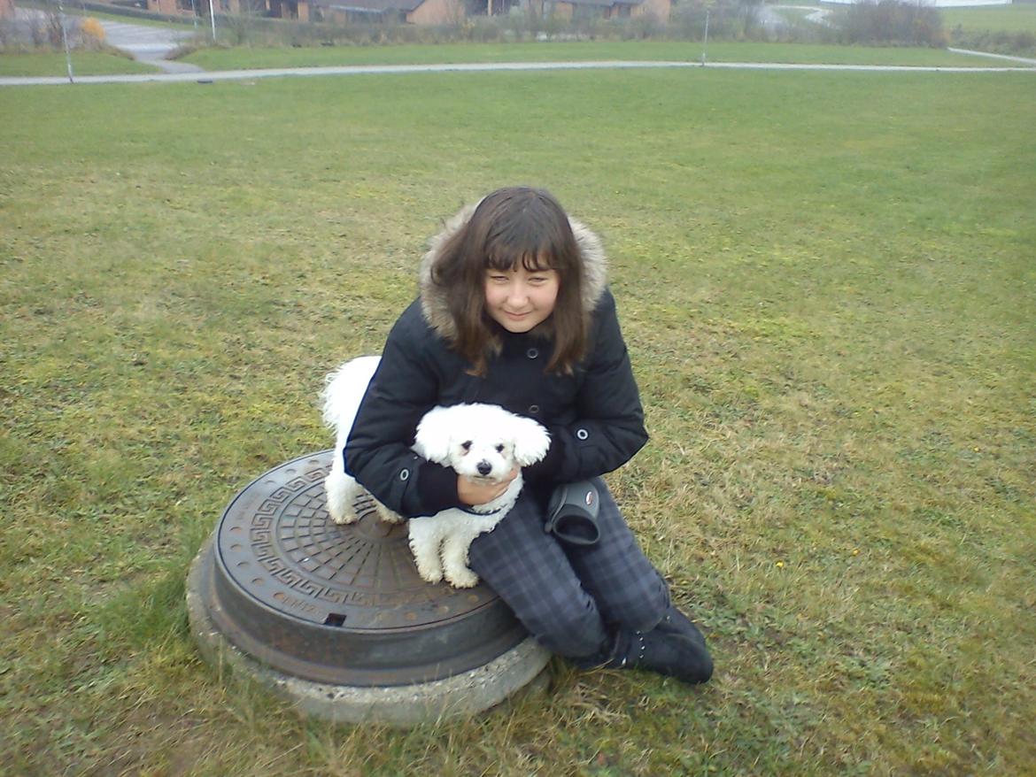 Bichon à poil frisé Felix, naboens hund. - Miq & Felix er rigtig gode venner. billede 4