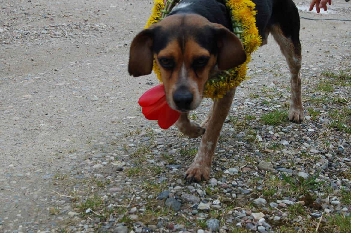 Blanding af racer Jasper - flotte Jasper nu som pige  øhh Jaspine :) billede 12