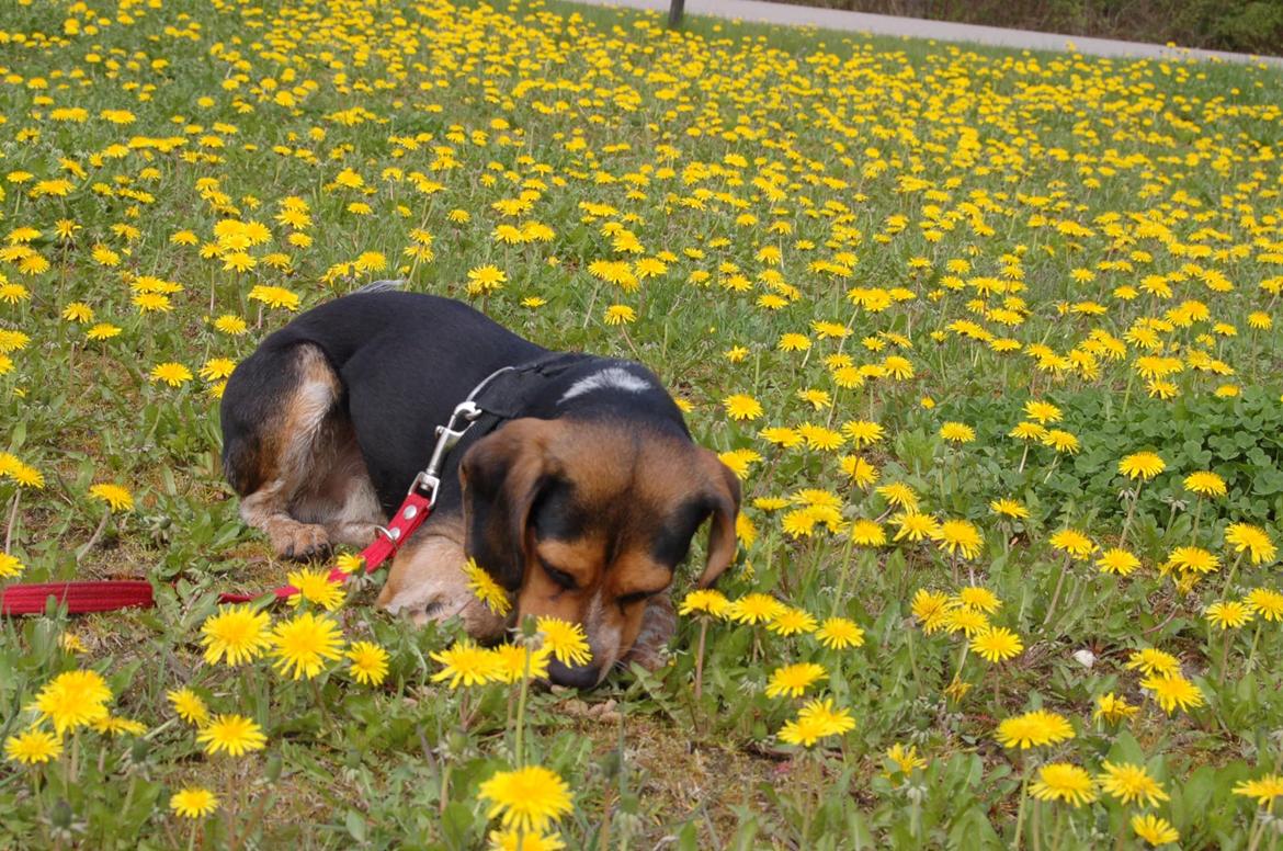 Blanding af racer Jasper - velkommen til Jaspers profil :) billede 1