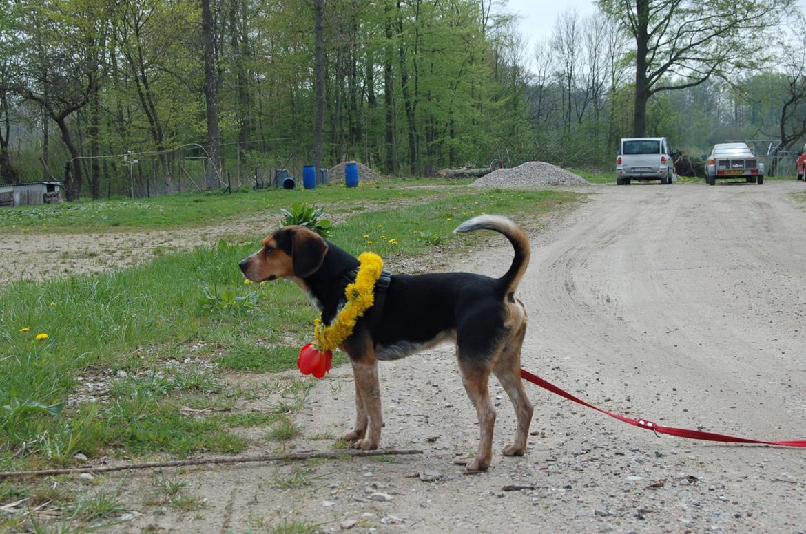 Blanding af racer Jasper - den udsigt over ridebanen er godt nok flot :) billede 14