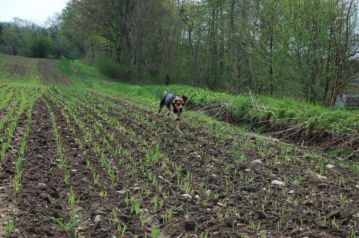 Blanding af racer Jasper - han slap løs og silje tog billeder... billede 15