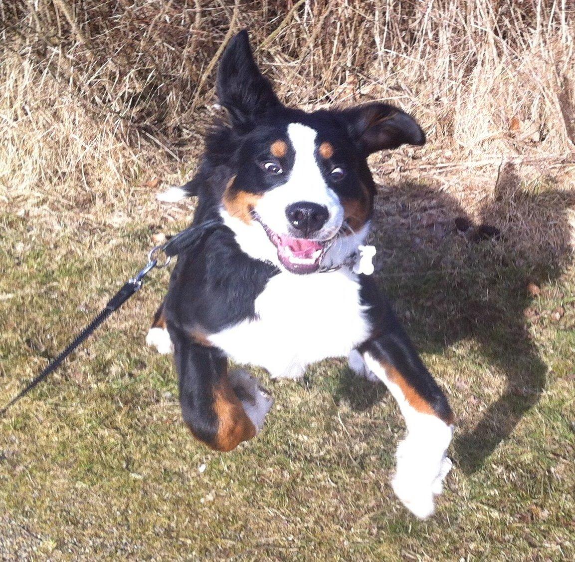 Berner sennenhund Samson billede 12