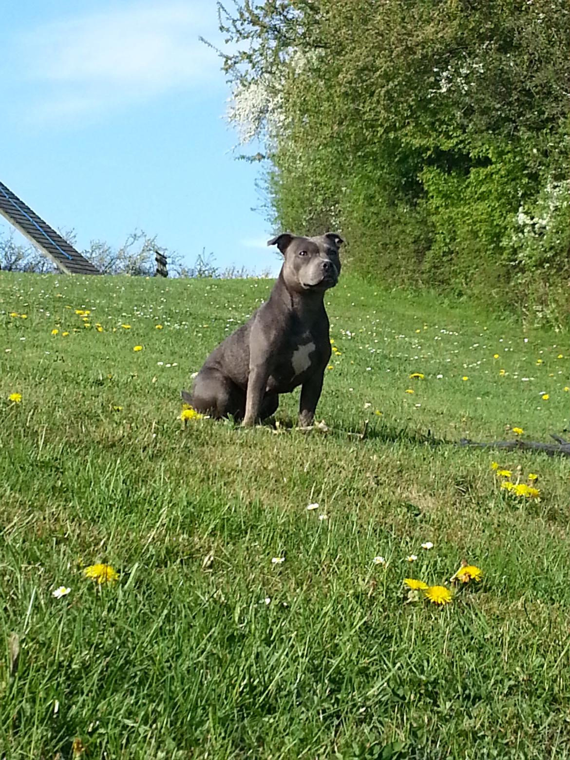 Staffordshire bull terrier Grand Chevy Sama Slodycz billede 1