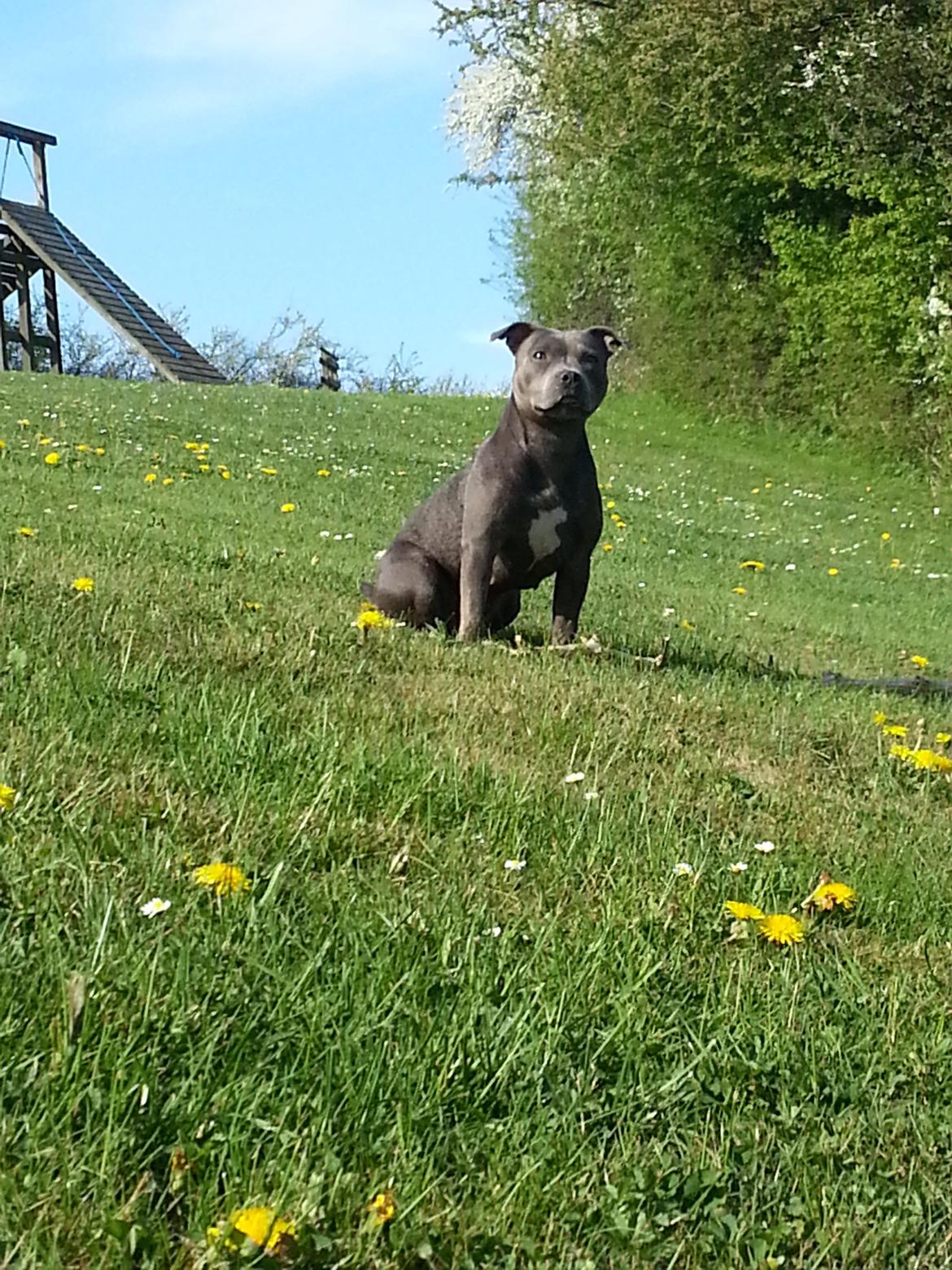 Staffordshire bull terrier Grand Chevy Sama Slodycz billede 2