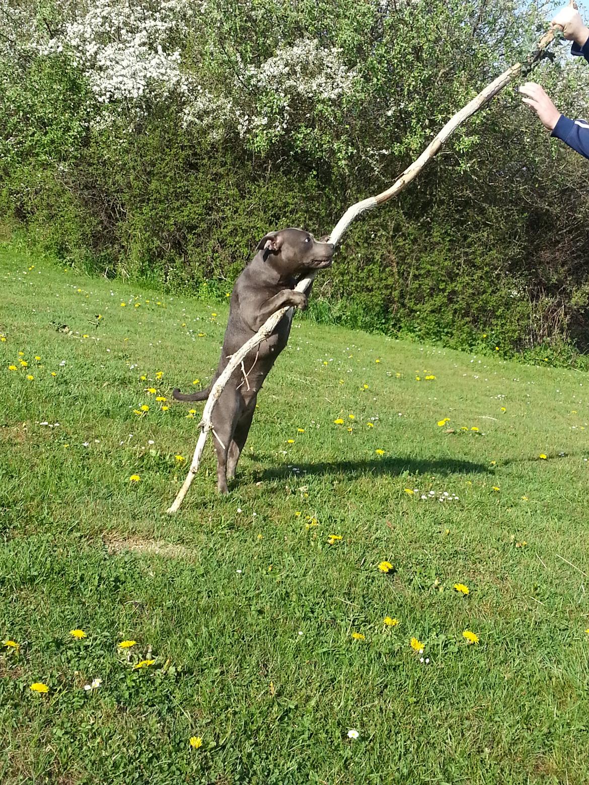 Staffordshire bull terrier Grand Chevy Sama Slodycz billede 3