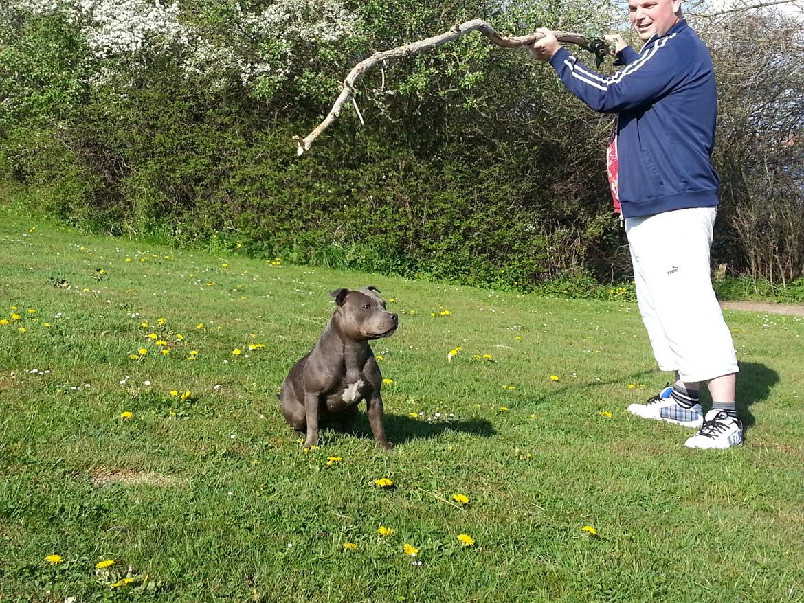 Staffordshire bull terrier Grand Chevy Sama Slodycz billede 4