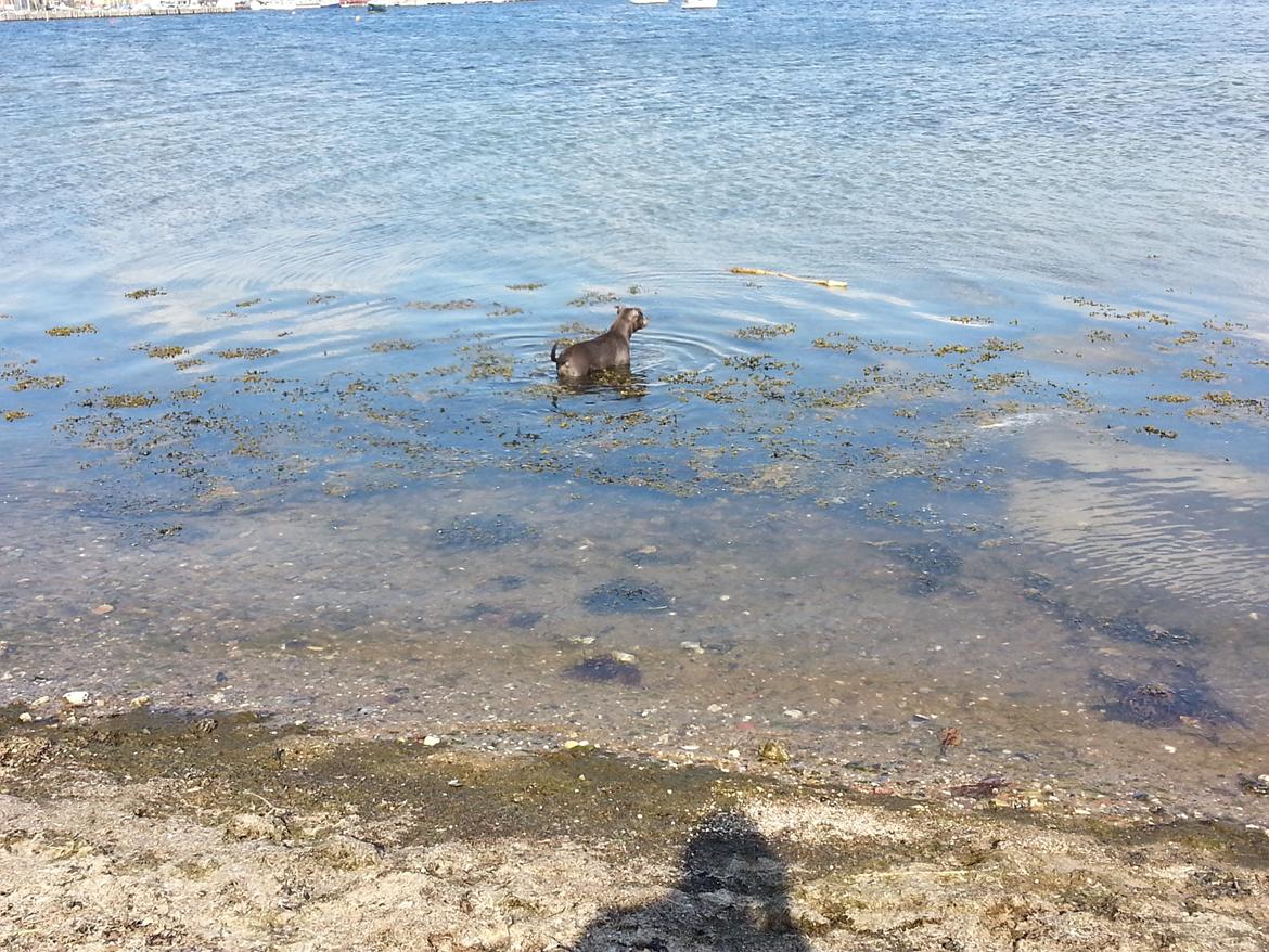 Staffordshire bull terrier Grand Chevy Sama Slodycz billede 5