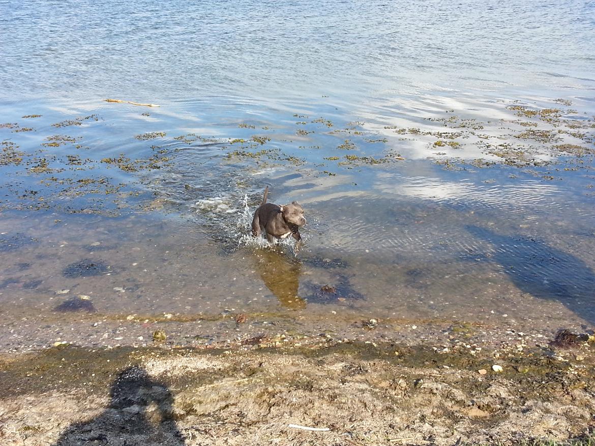 Staffordshire bull terrier Grand Chevy Sama Slodycz billede 6