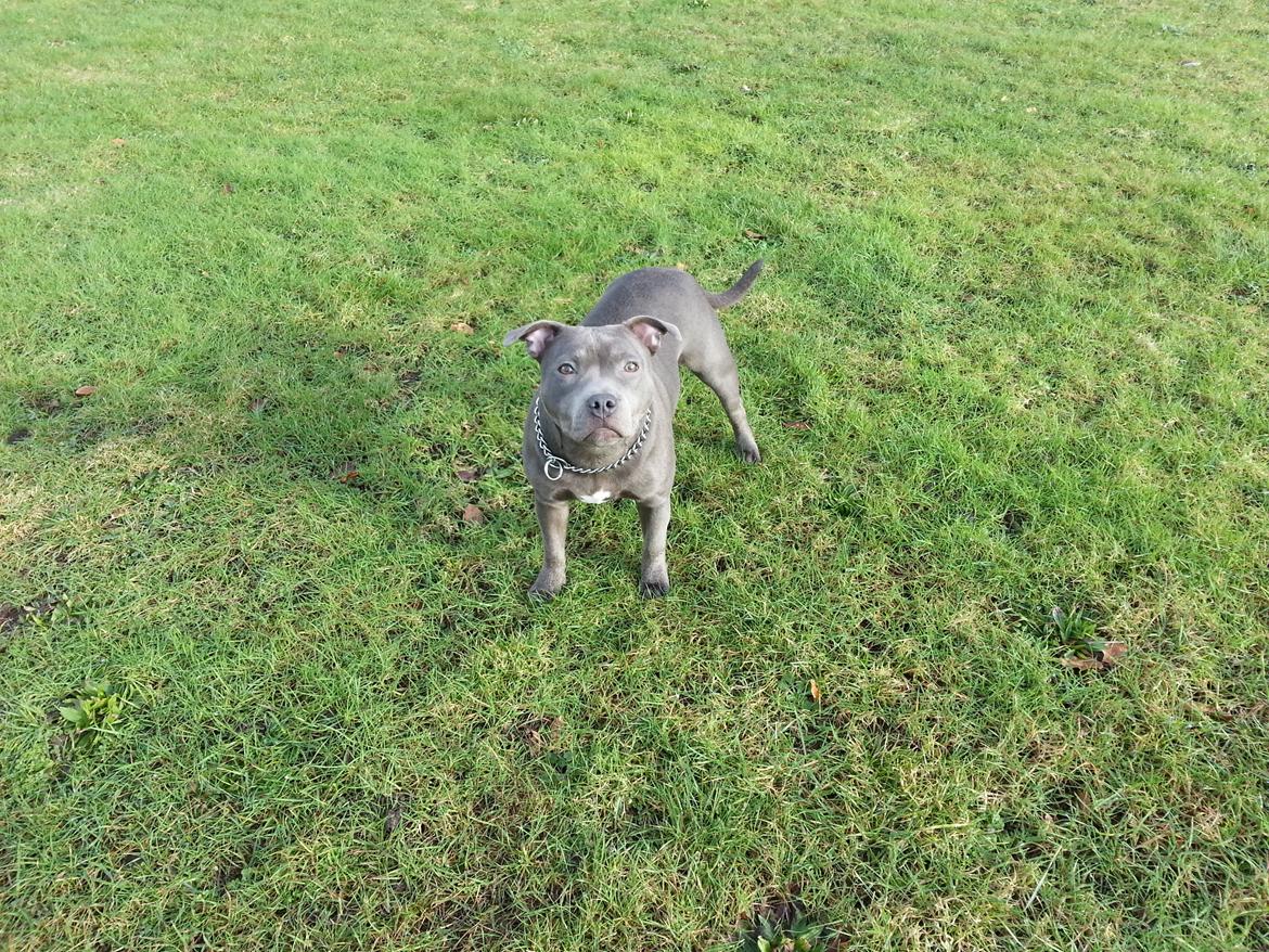 Staffordshire bull terrier Grand Chevy Sama Slodycz billede 8