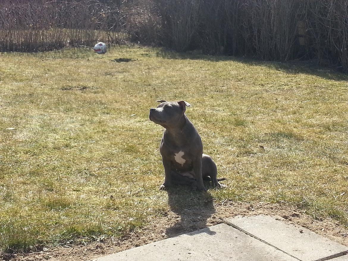 Staffordshire bull terrier Grand Chevy Sama Slodycz billede 7