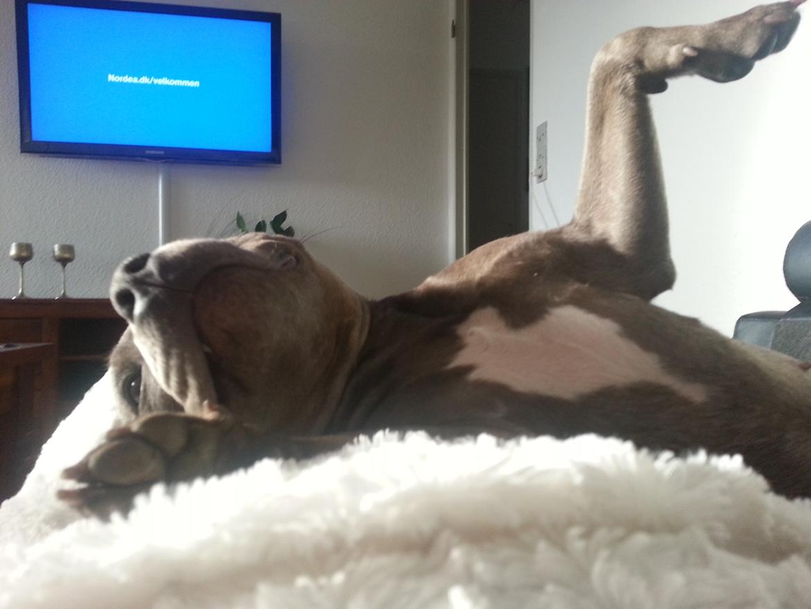 Staffordshire bull terrier Grand Chevy Sama Slodycz billede 9