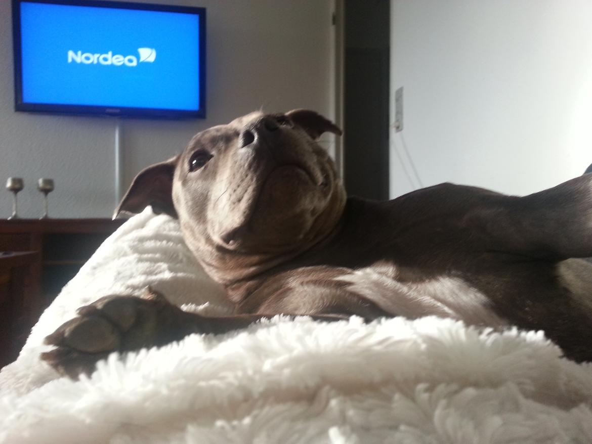 Staffordshire bull terrier Grand Chevy Sama Slodycz billede 10