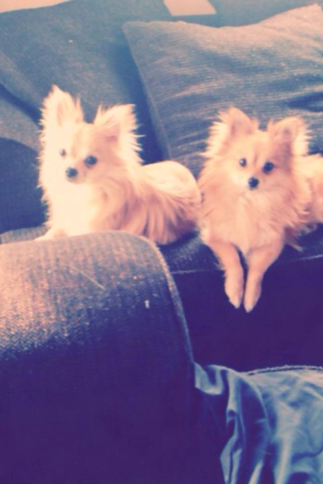Pomeranian Foxy - Mor & søn <3
Søn : Blanding af langhåret chihuahua & poms.
Se evt. Freddy billede 5