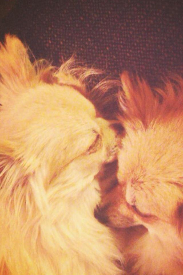 Pomeranian Foxy - Mor og søn i solskin <3 billede 7