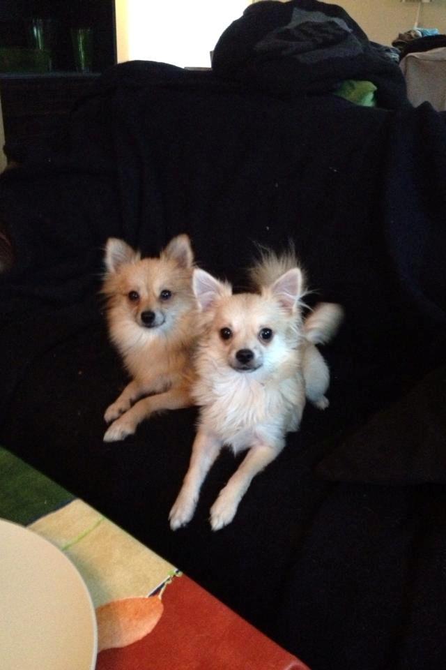 Pomeranian Foxy - Mor og søn efter en tur i bad (: billede 6