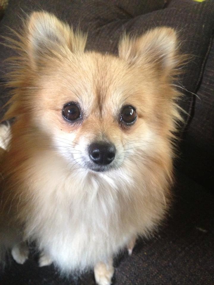 Pomeranian Foxy - Efter en tur i bad (: Det er vi knap så glade for .. billede 3