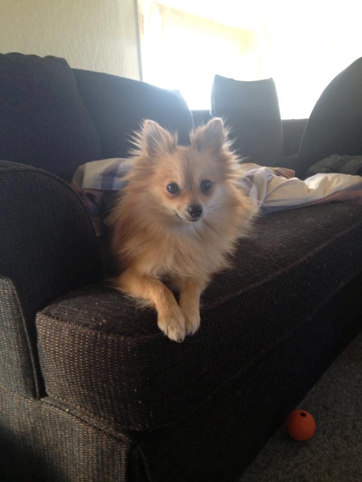 Pomeranian Foxy - Min pyntepude til sofaen (;
Hun er så fin <3 billede 4