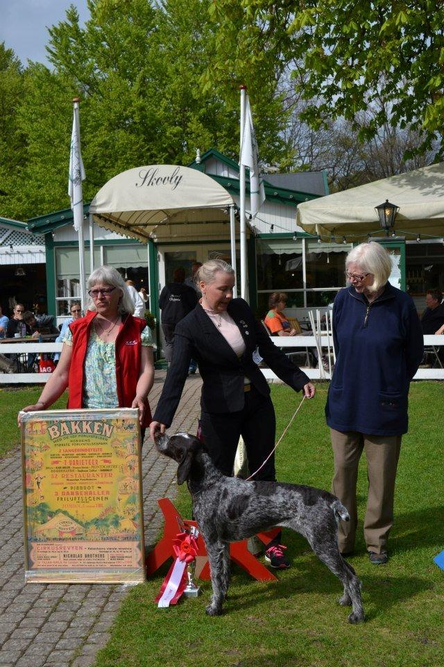 Ruhåret hønsehund Mika (Lillefisen) - Bakkeskuet 2013 Best in show :) billede 2