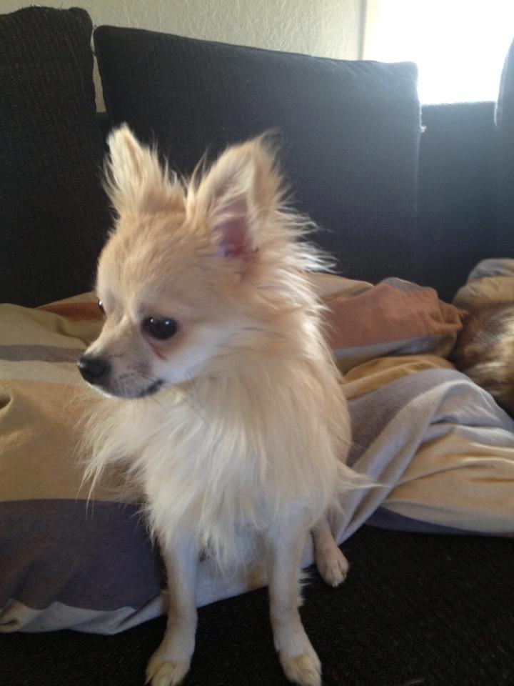 Blanding af racer Freddy - Freddy 8 måneder (: billede 5