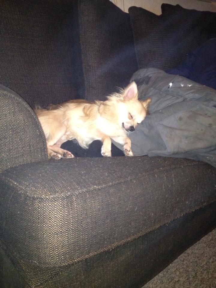 Blanding af racer Freddy - Gået kold på sofaen efter en laaang dag (: billede 6