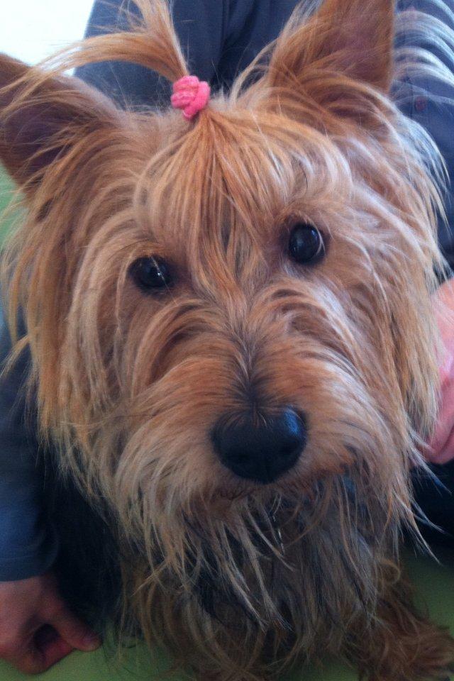 Australsk terrier Bølle - nu kan man se hans smukke øjne..!<3 billede 3