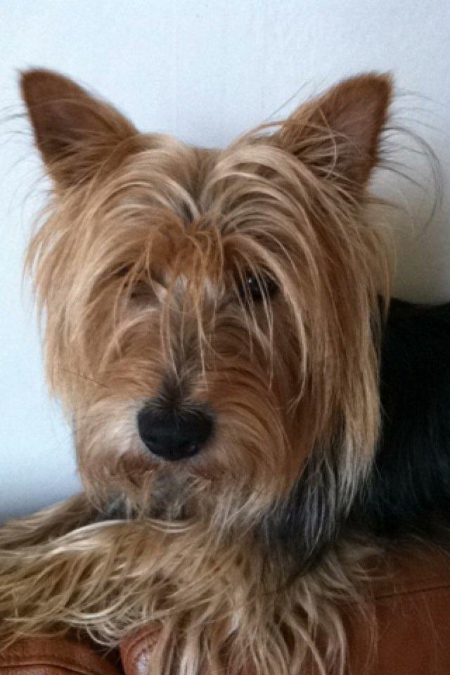 Australsk terrier Bølle billede 1