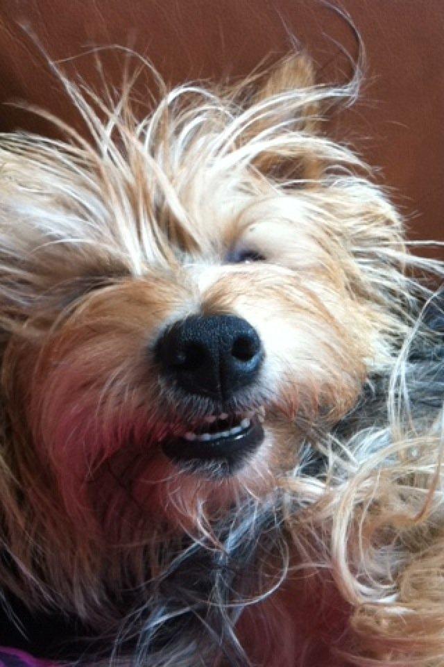 Australsk terrier Bølle - smil..! billede 4