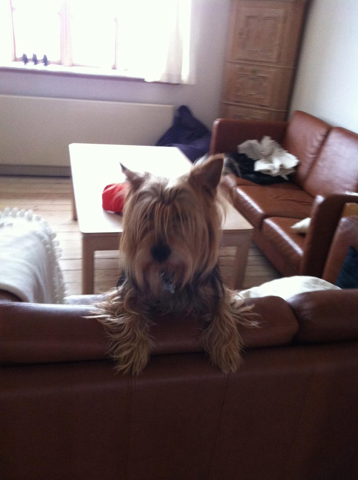 Australsk terrier Bølle - han ligner en lille bjerg-ged billede 5