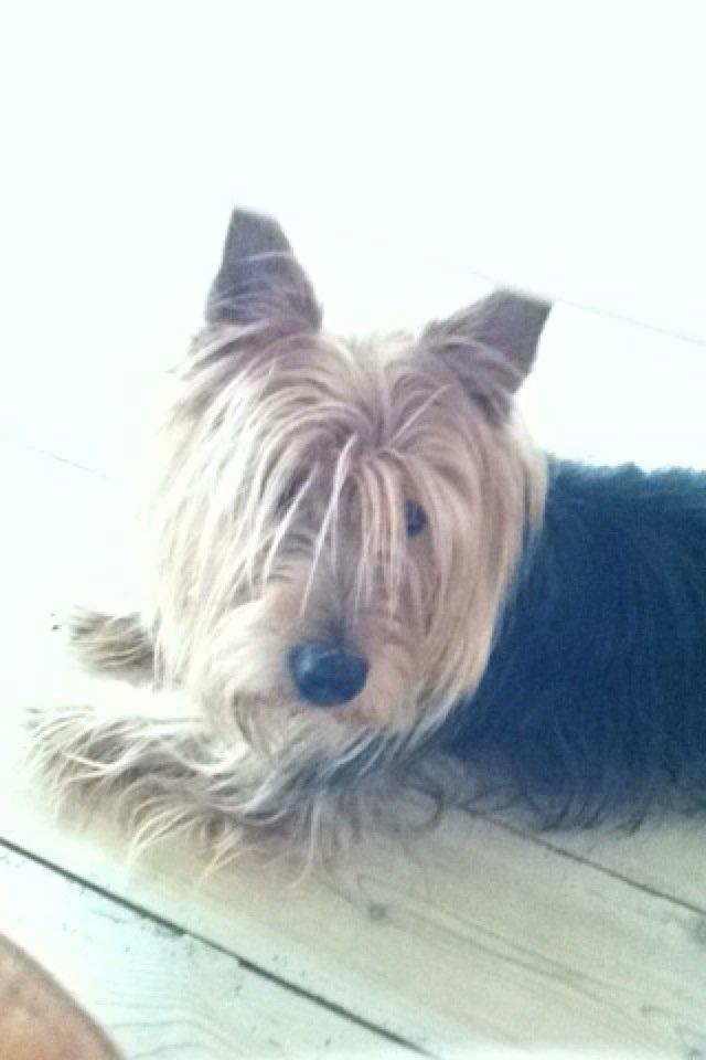 Australsk terrier Bølle billede 2