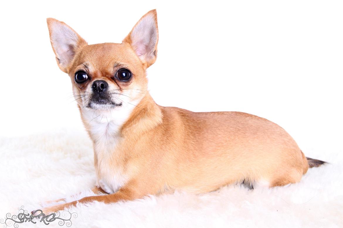 Chihuahua Chihuanas Flush of Hearts - Momo - 13 maj 2013 - billedet er taget af Nanna Gilder  billede 18