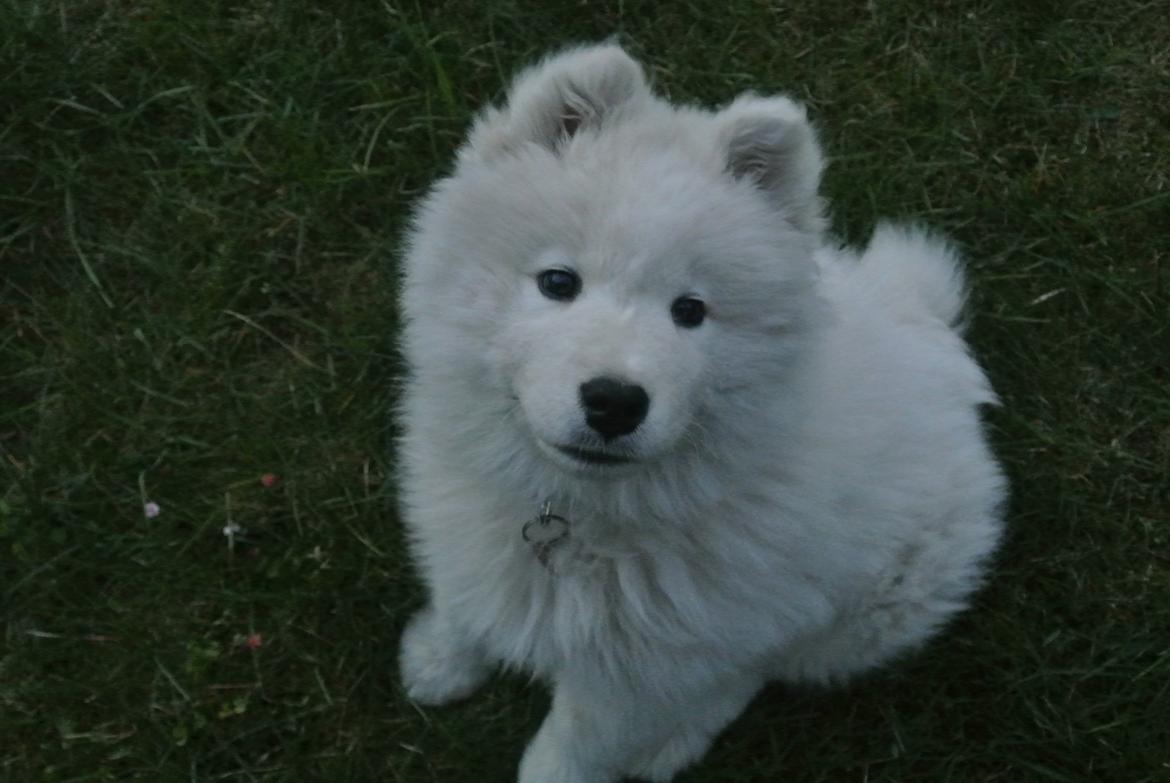 Samojedhund Bamse - Bamse er her ca. 10 uger billede 6