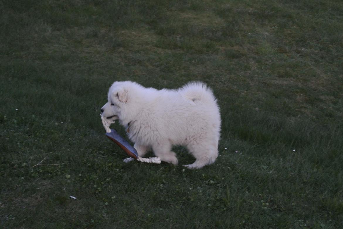 Samojedhund Bamse - Bamse er her 8 uger gammel :) billede 7