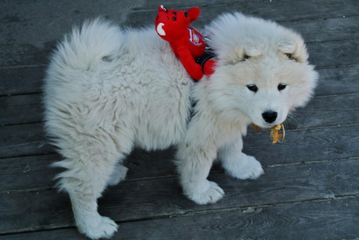 Samojedhund Bamse - Til de der ikke kan se det, er det altså min yndlingsplyds Arsenal der får dagens sightseeingtur....... billede 8