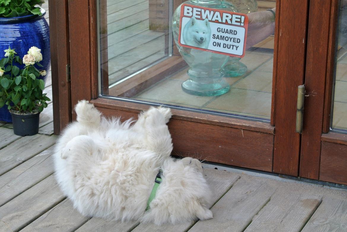 Samojedhund Bamse - Beware! Guard samoyed on duty - eller noget ;) billede 9