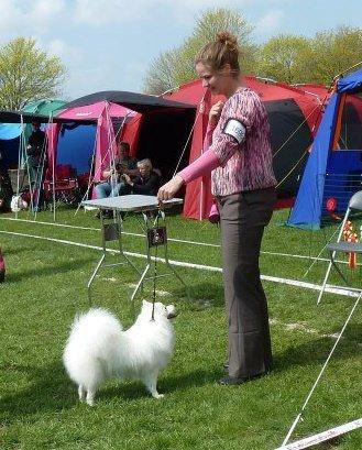 Japansk spids Molly (Bright- Night- Lady) - Roskilde 5 maj
Bedste junior tæve med Exc. og CK og 4. BTK med Res. cert 
 billede 1