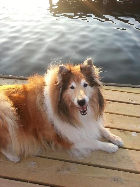 Collie langhåret Blanca - Holte havn 2013, nede og spise is med mor og far.  billede 5