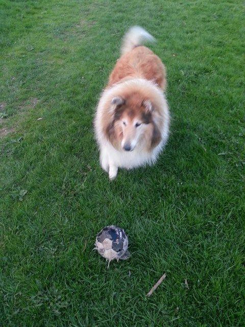 Collie langhåret Blanca - Ynglings - min gamle sure håndboldt <3 billede 13