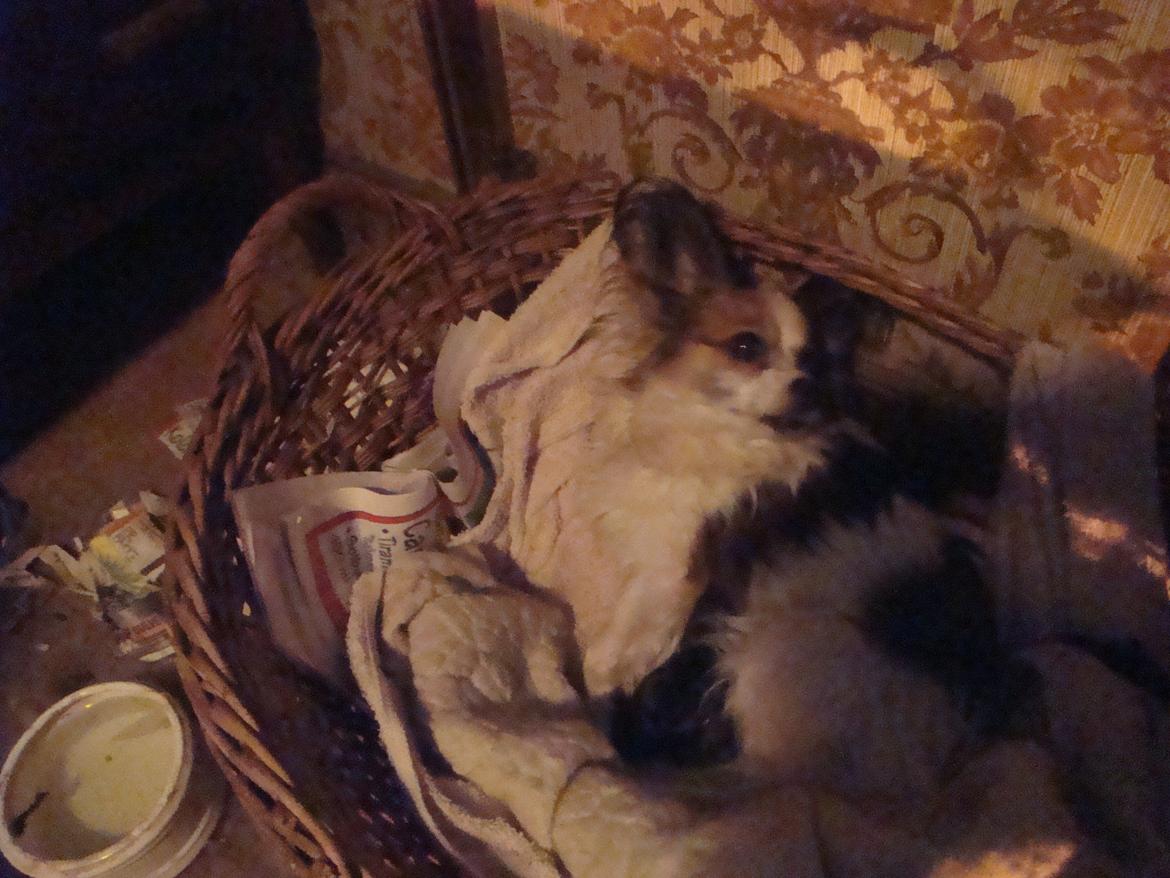 Papillon Jeanne d`Archs Victoria kaldet Vicky billede 7